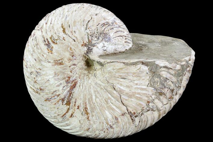 Cretaceous Fossil Nautilus - Madagascar #108238